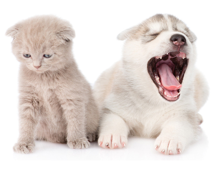 水滴鼠标型猫咪脱毛梳 猫咪自动褪毛梳撸猫毛梳 不伤肤宠物清洁梳详情图6