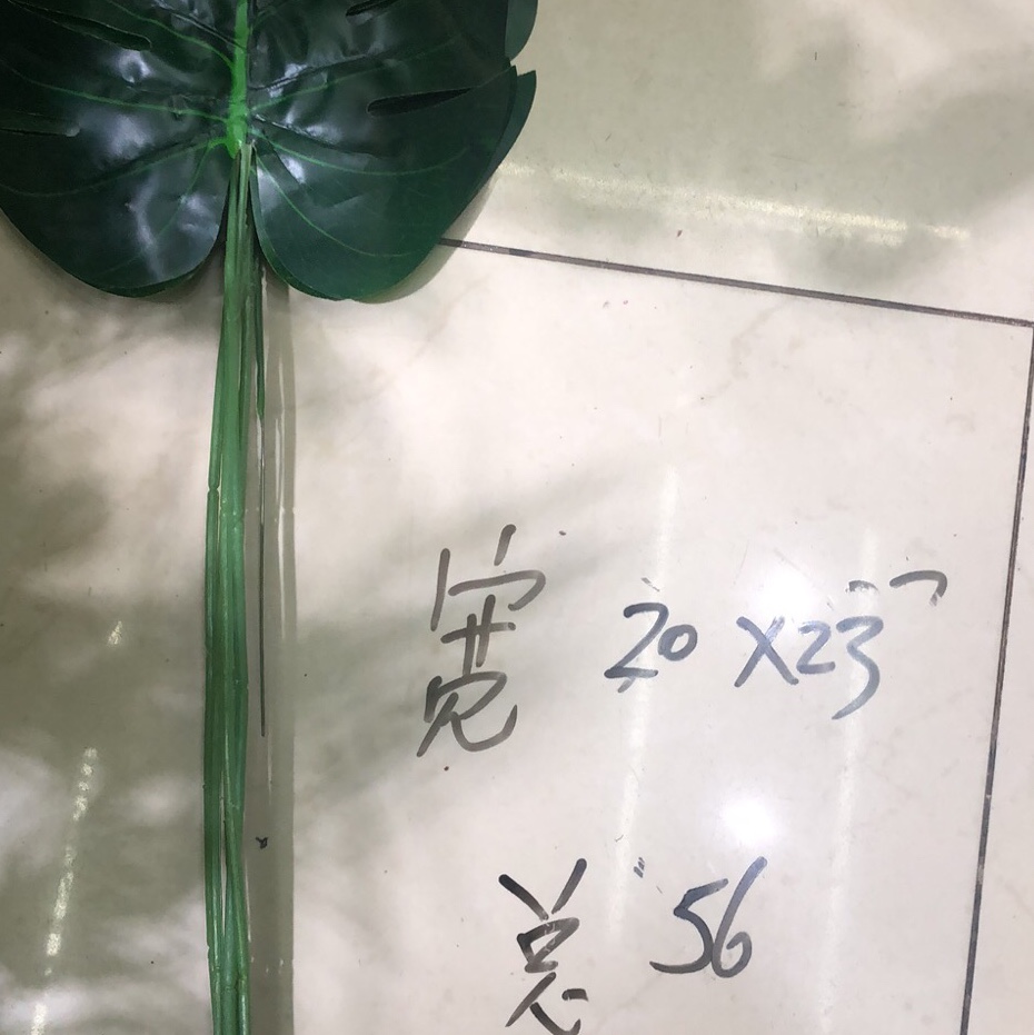 6号龟