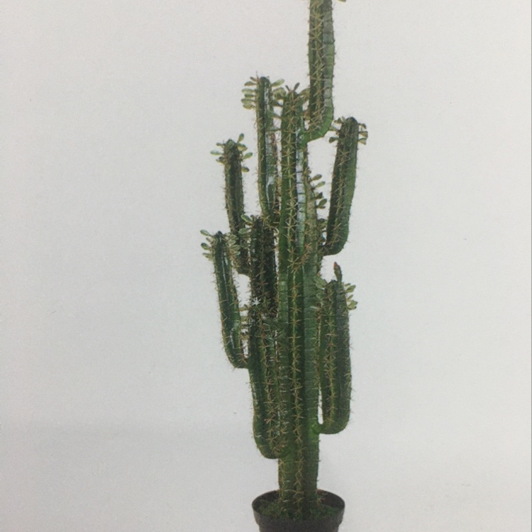 仿真植物树人造树酒店装饰北欧风格仙人柱仙人掌