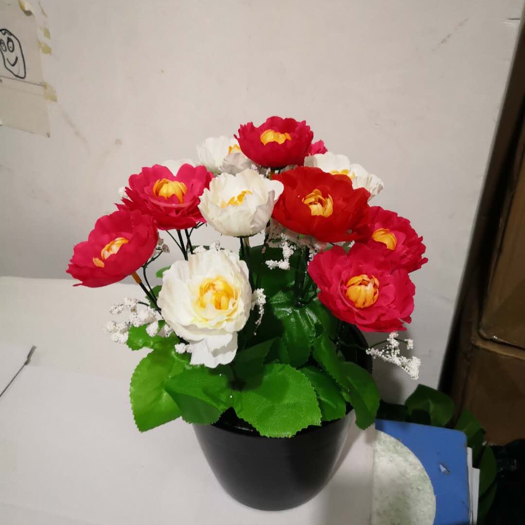 Bonsai 3 thumbnail