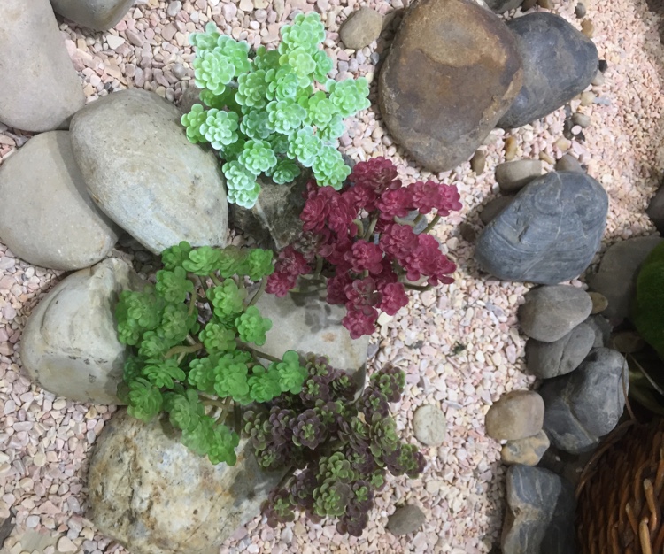 仿真多肉植物仿真仙人棵植物墙工程装饰绿植仿真青苔草坪植物