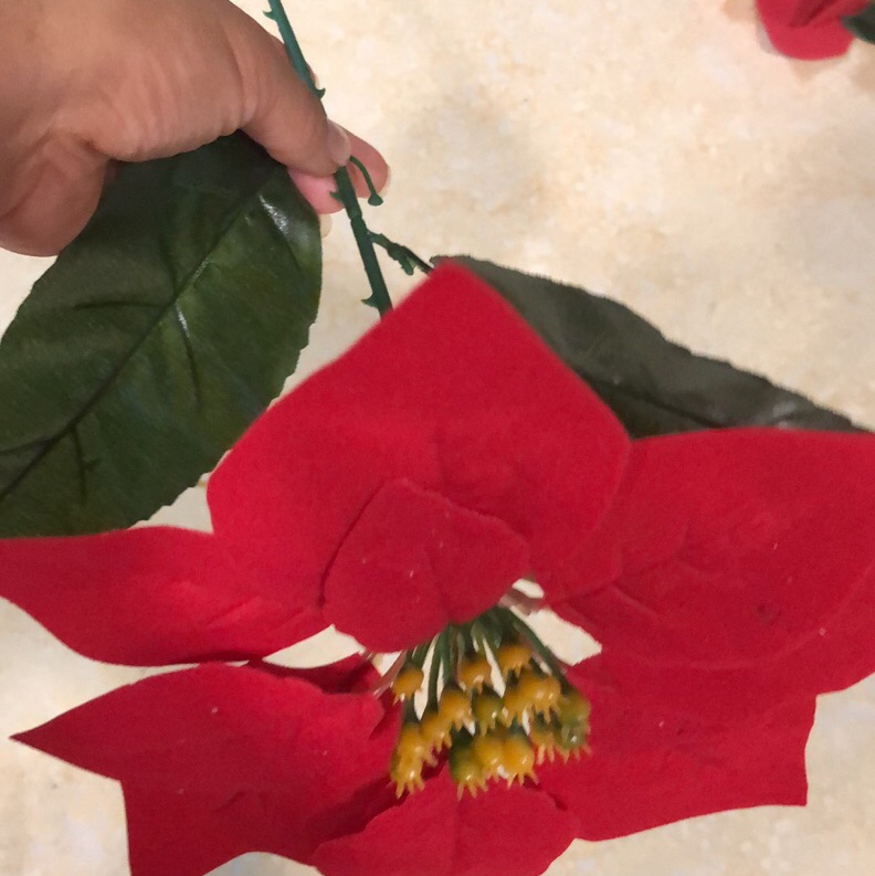 Christmas flower thumbnail