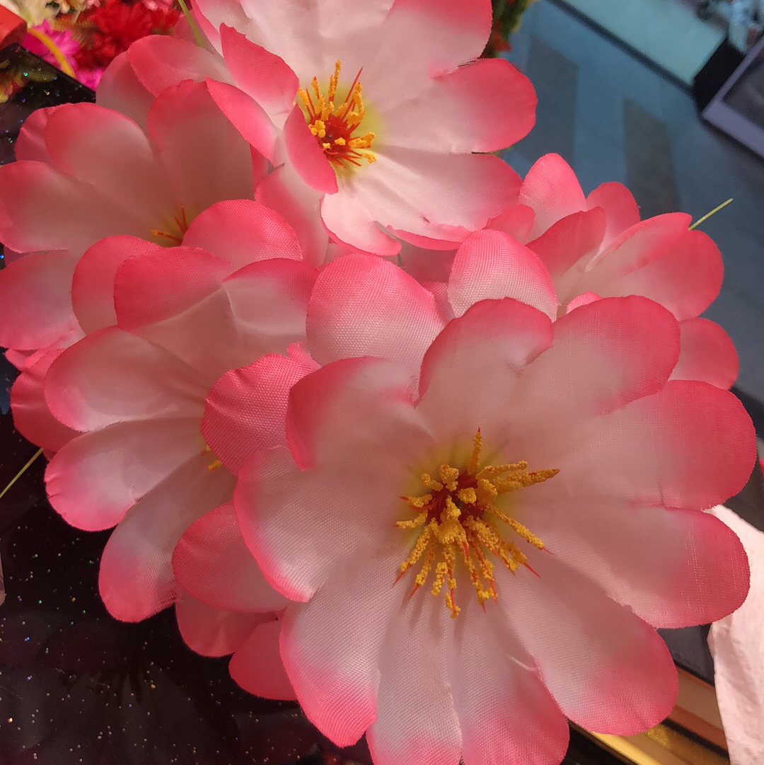 玉竹兰