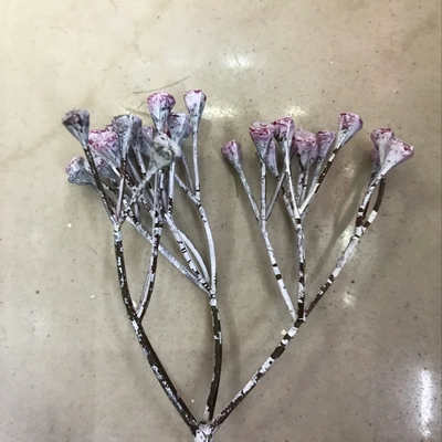 Red pearl thumbnail