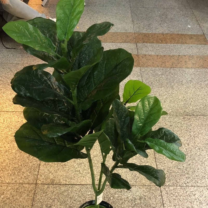 琴叶榕34叶（散装）不带盆