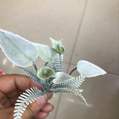 Trumpet grass thumbnail