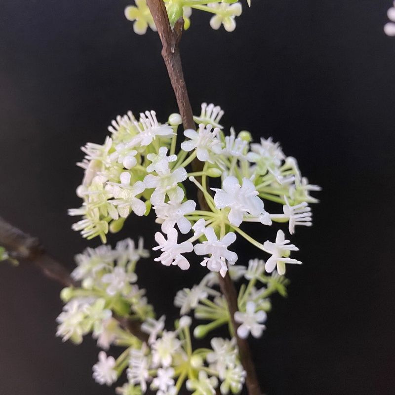 仿真花瓣实物图