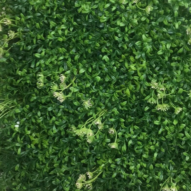 4角草带蒲公英草皮 植物墙 背景装饰