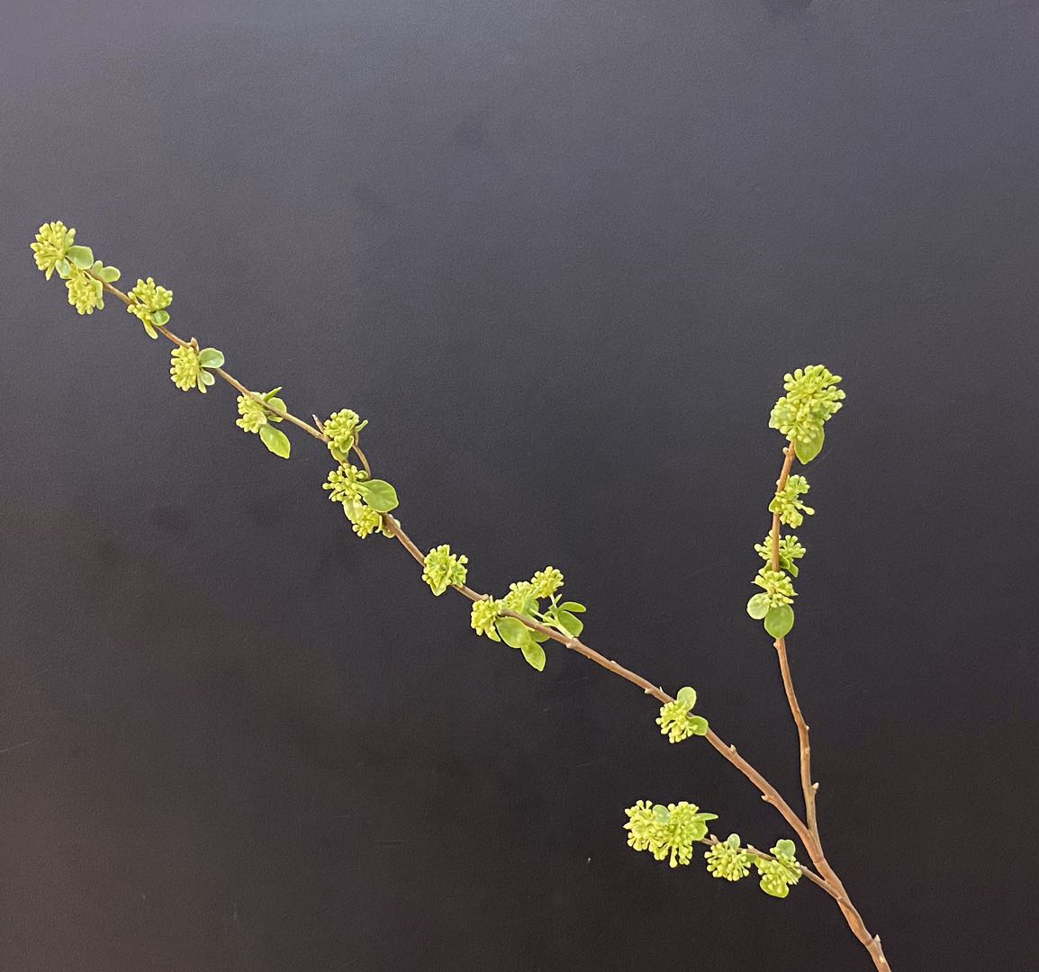 义乌好货仿真植物厂家直销小豆果枝家居装饰绿植客厅花艺配材详情图6