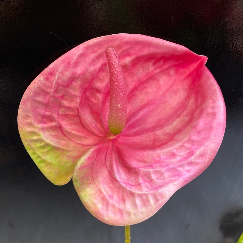 厂家直销 仿真花批发 单支大红掌  客厅装饰 颜色可多选