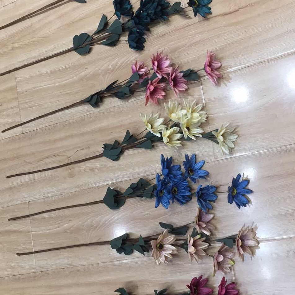 五头小球菊
