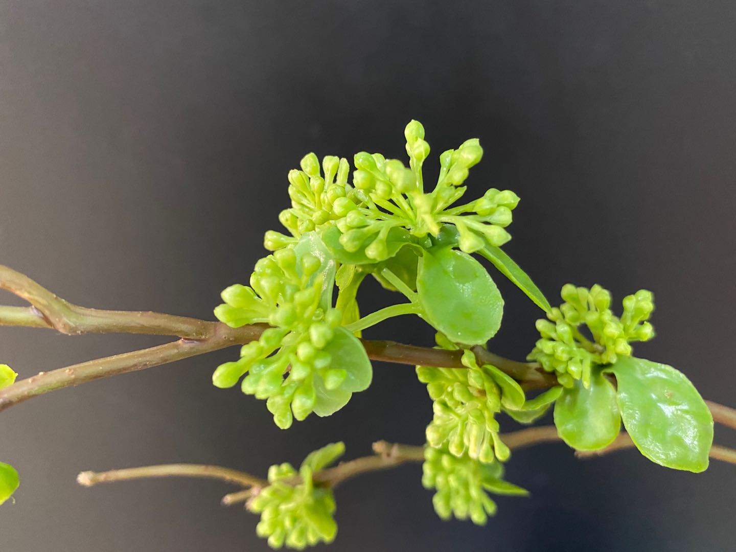 义乌好货仿真植物厂家直销小豆果枝家居装饰绿植客厅花艺配材详情图11