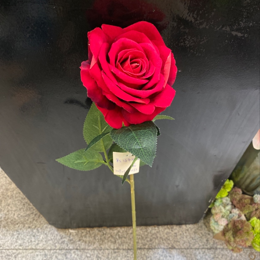 Single velvet velvet rose of love