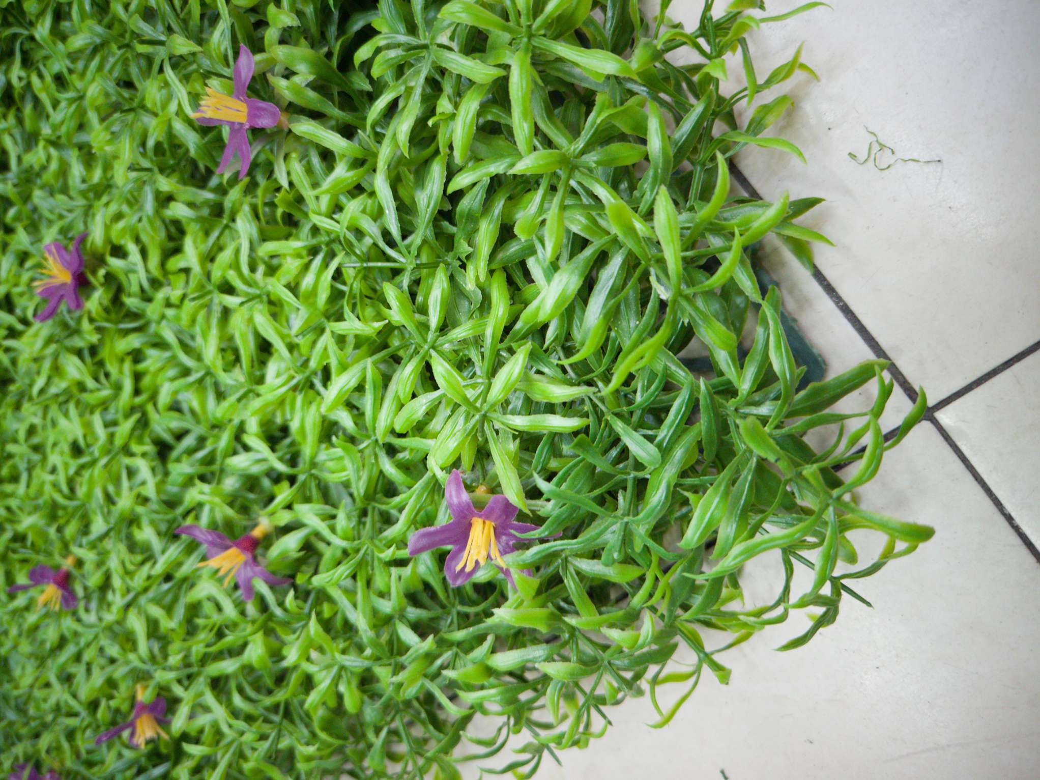 Artificial plant wall, green plant wall, plant wall, decorative wall, flower wall, background wall, interior decoration, balcony, storefront decoration, high-quality artificial grass SHC Specification image