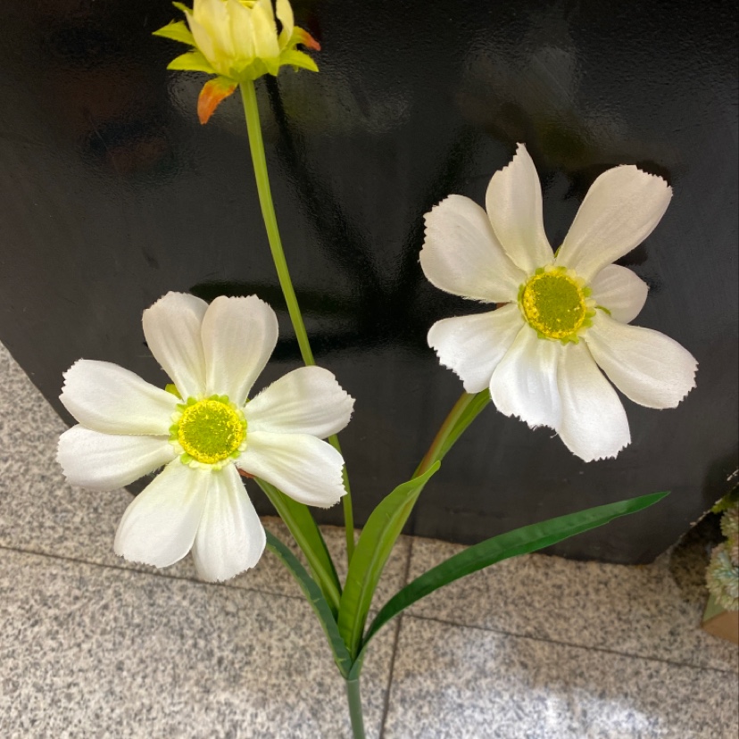 Three poppies details Picture