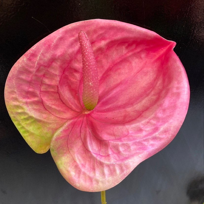 Factory direct sales of artificial flowers, wholesale of single anthuriums, and multiple color options for living room decoration details Picture