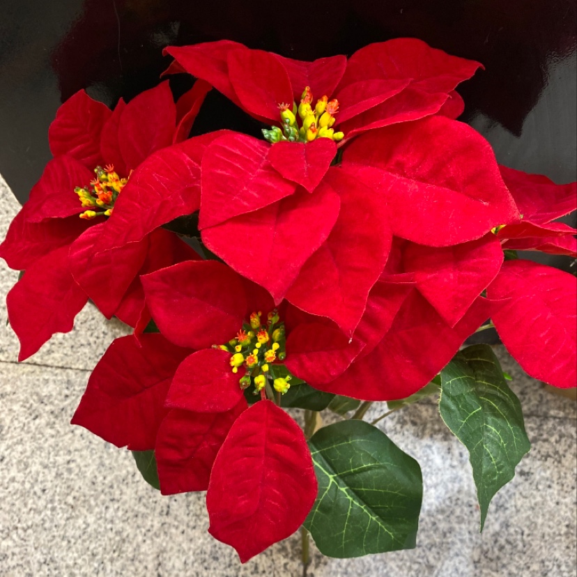 Factory direct sales of 5-head large stem bunches of Christmas flowers, wholesale of small stem bunches of Christmas flowers, wholesale of artificial flowers, national trend