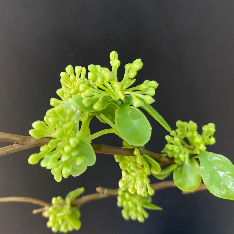 义乌好货仿真植物厂家直销小豆果枝家居装饰绿植客厅花艺配材白底实物图