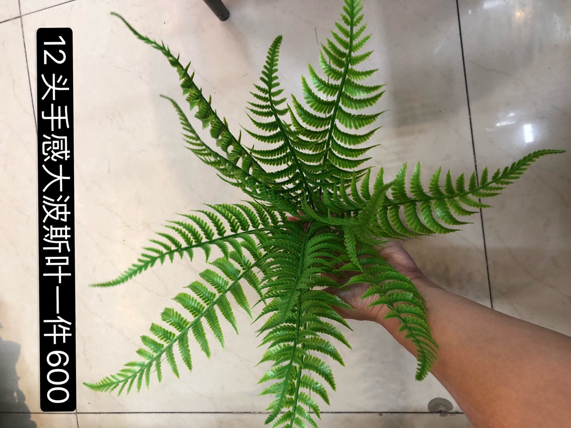 12 water-sensitive Persian leaves