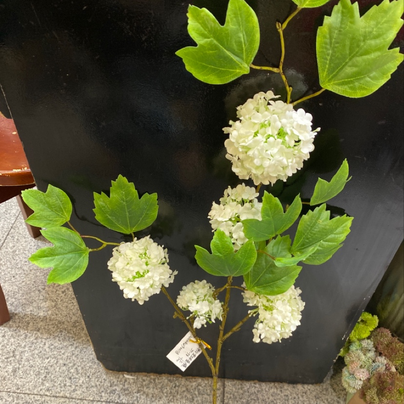 Five forks of fruit snowball drooping Specification image