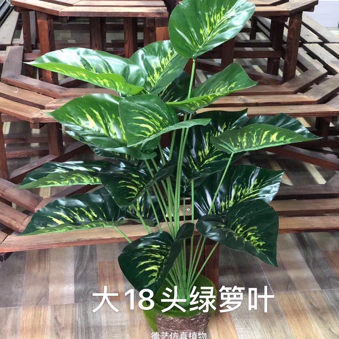 Eighteen green vine leaves