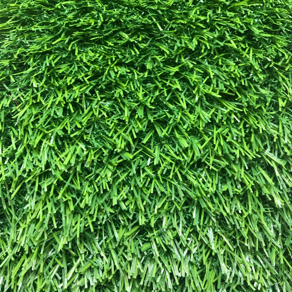 2.5厘米地毯草坪