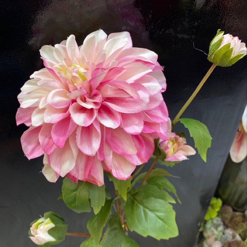 厂家直销 仿真花批发 4头娇艳大理菊  室内装饰 颜色可多选