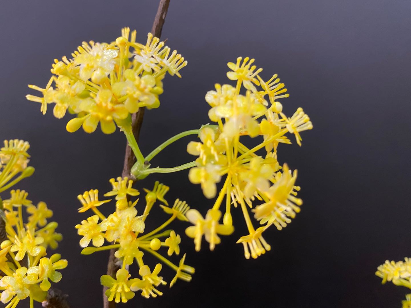 义乌好货桂花厂家直销小碎花家居摆设人造花客厅电视柜装饰假花详情图12