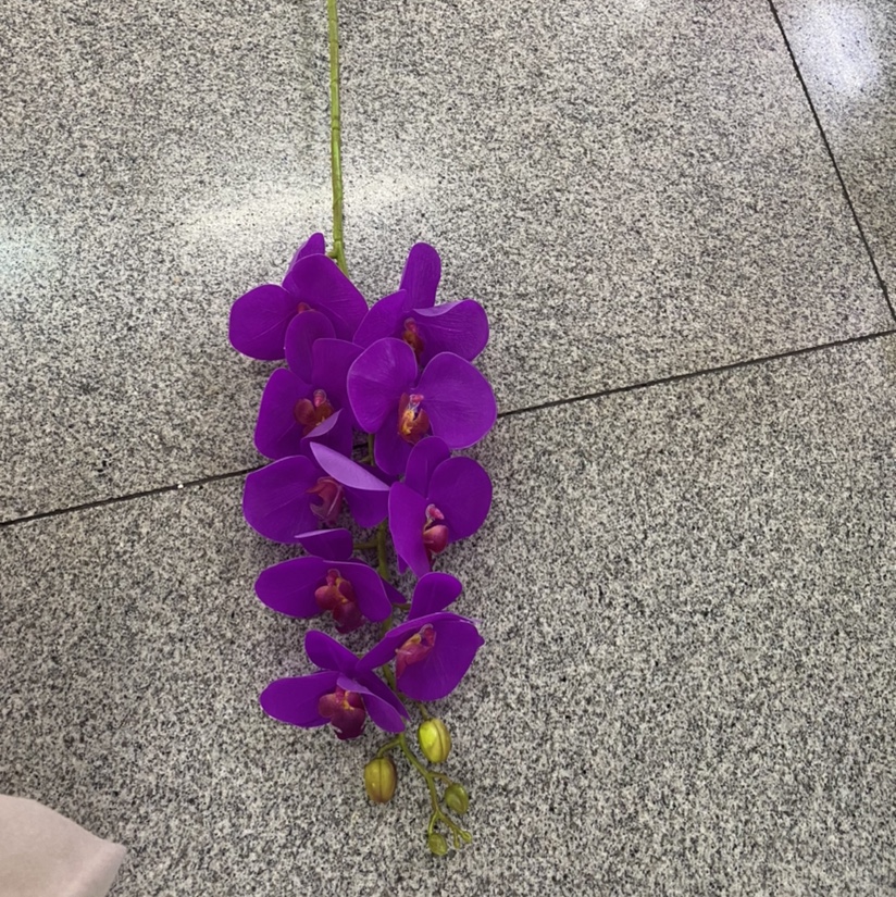 Nine film Phalaenopsis details Picture