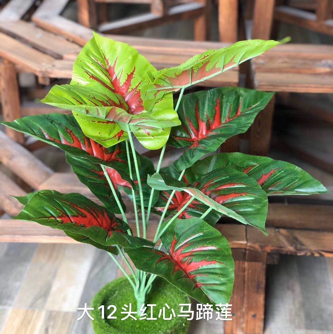 Twelve red-fleshed horse hooves