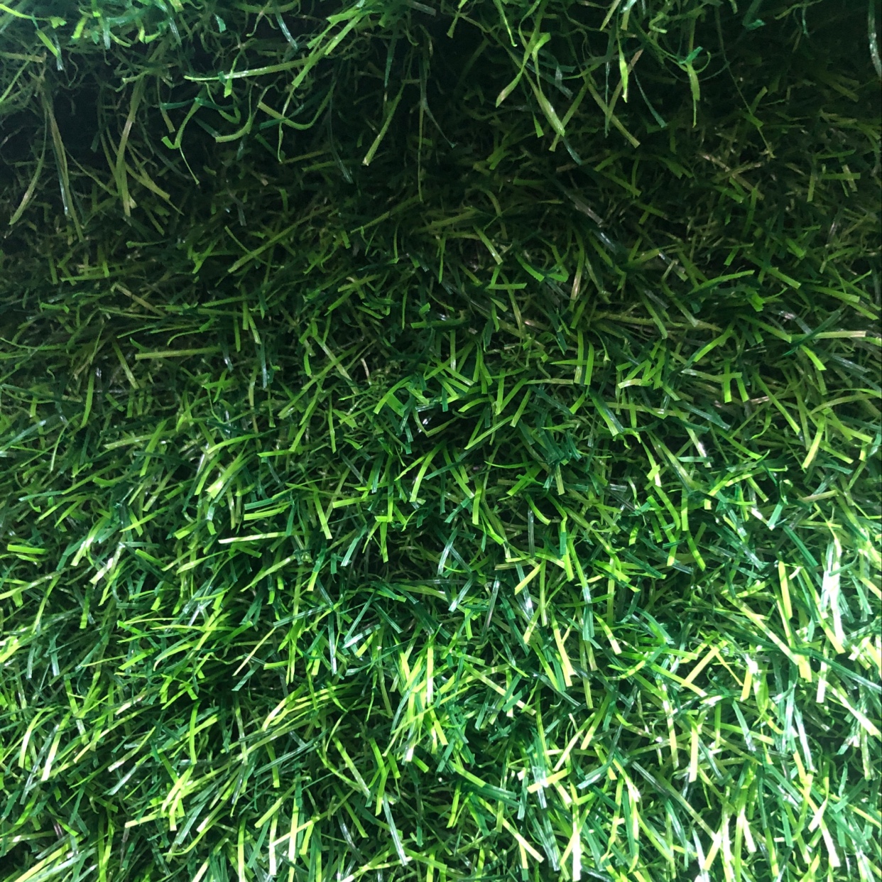 3.5厘米地毯草坪