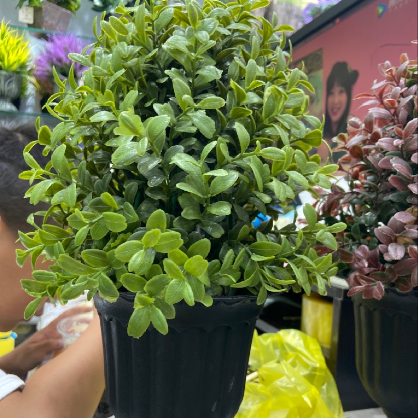 树