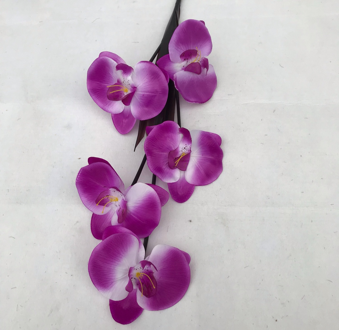 五头兰花产品图