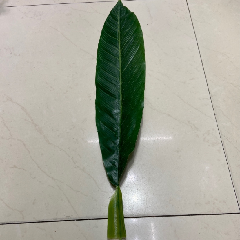 火龙果胶布叶Ly一13，长73cm✖️12cm