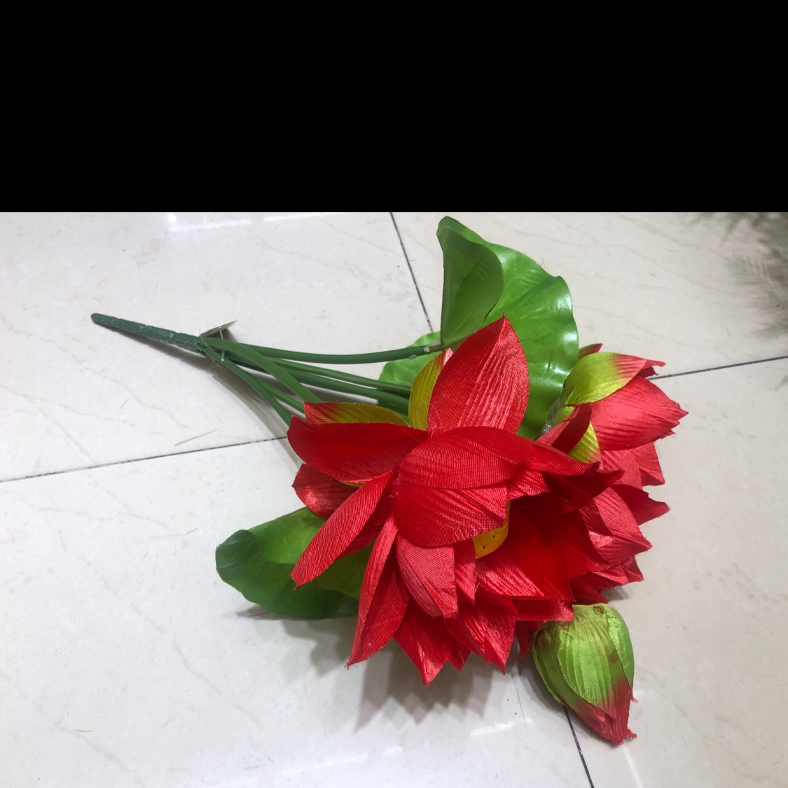 7头荷花