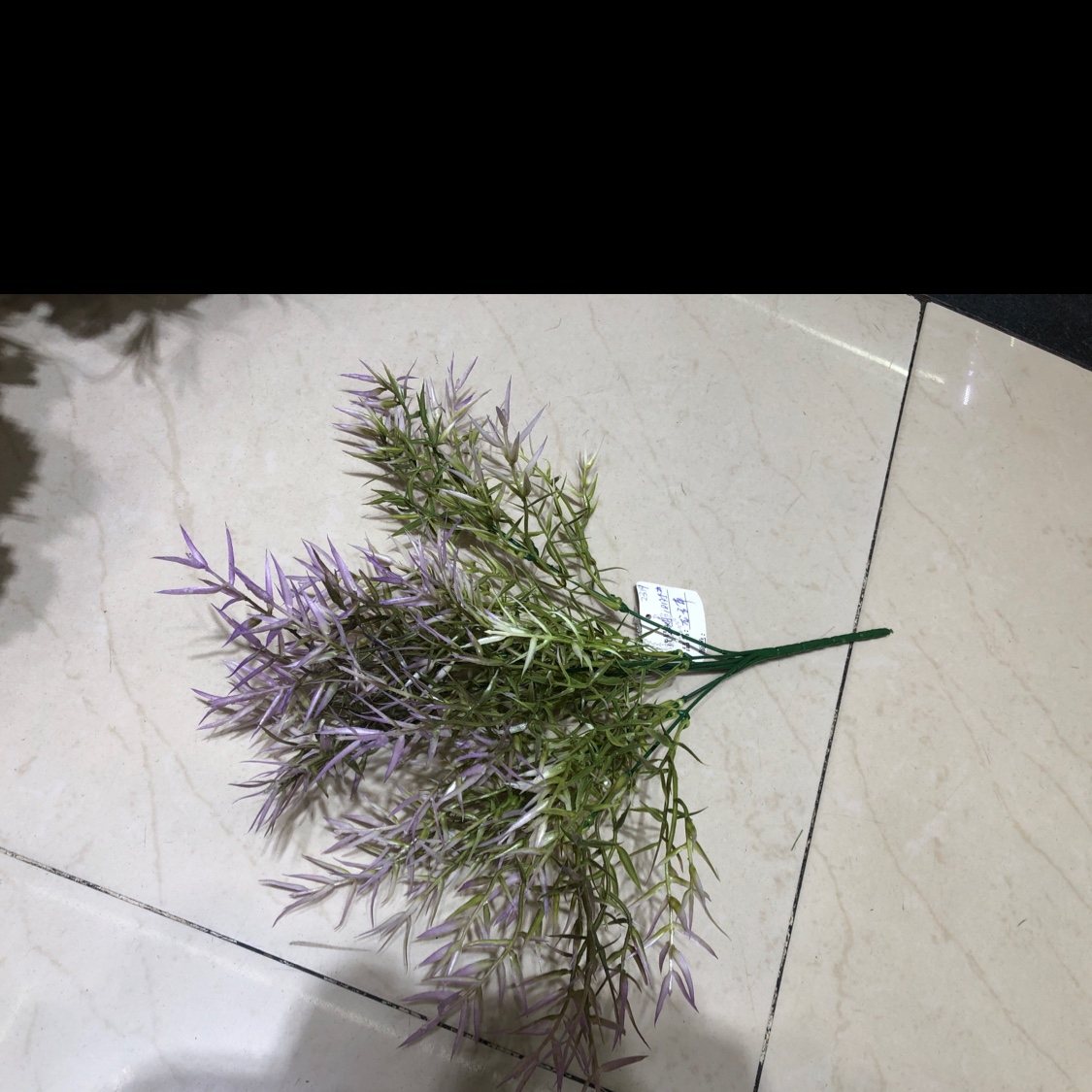 龙舌草