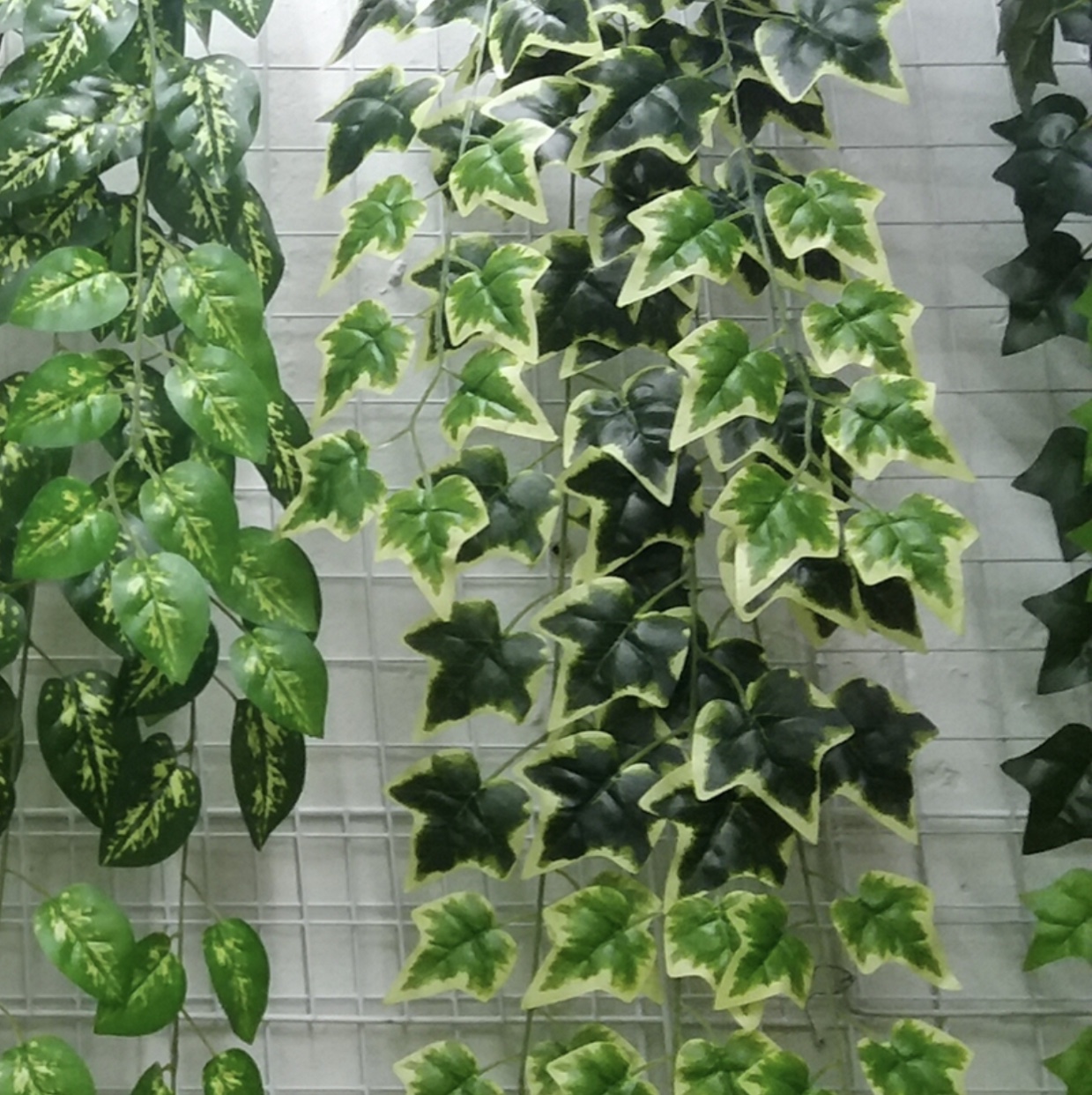 地瓜叶挂产品图