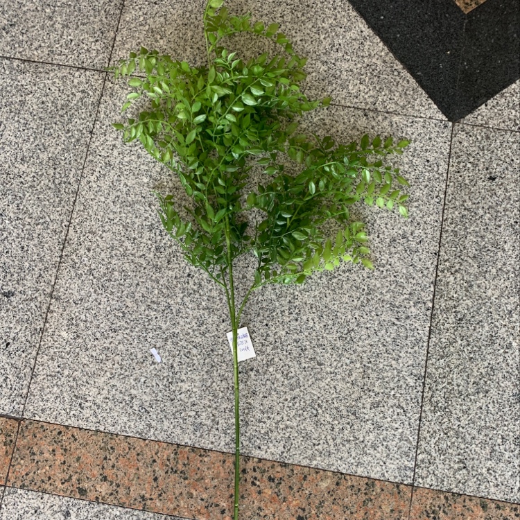 Pomegranate Branch