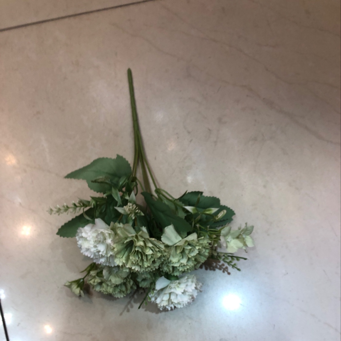 春色康乃馨绿色