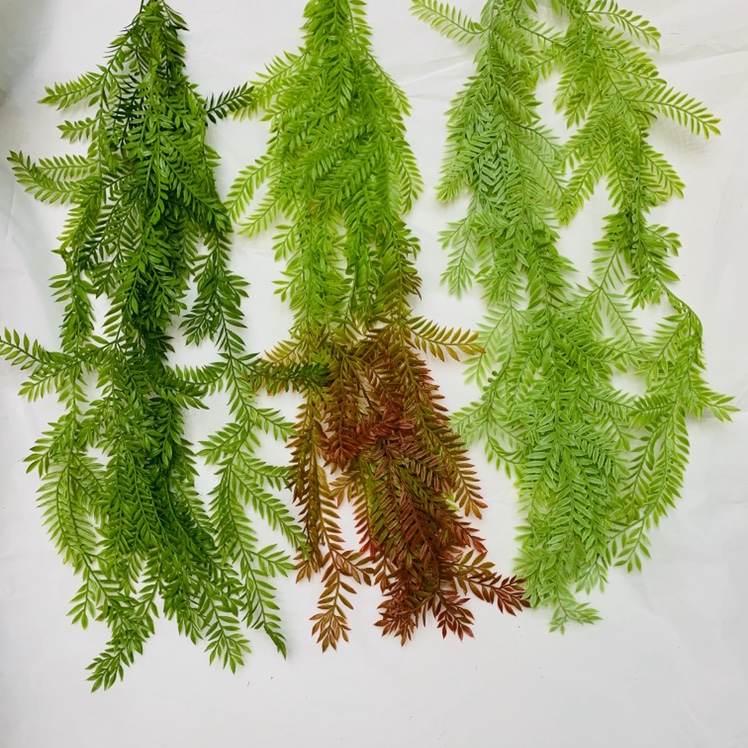 Five-headed butterfly grass