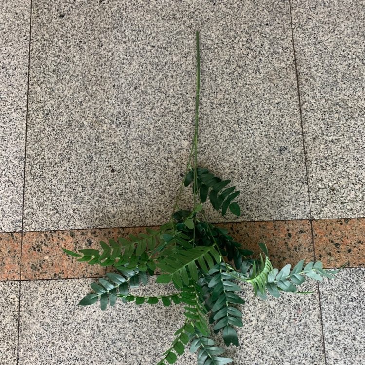 A Single Willow Branch