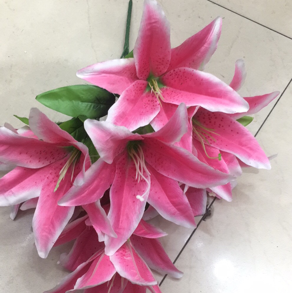 9 Head Short Double-Decker New Giant Tiger Orchid