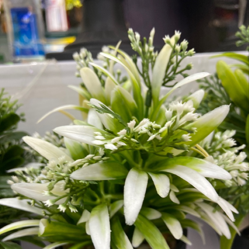 植物