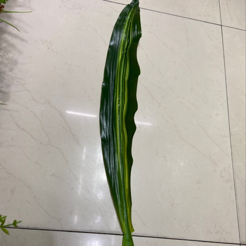 胶布巴西叶一2，长76cm✖️宽9.7cm