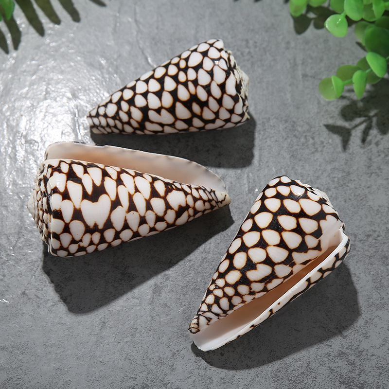 宠物螺、观赏螺实物图