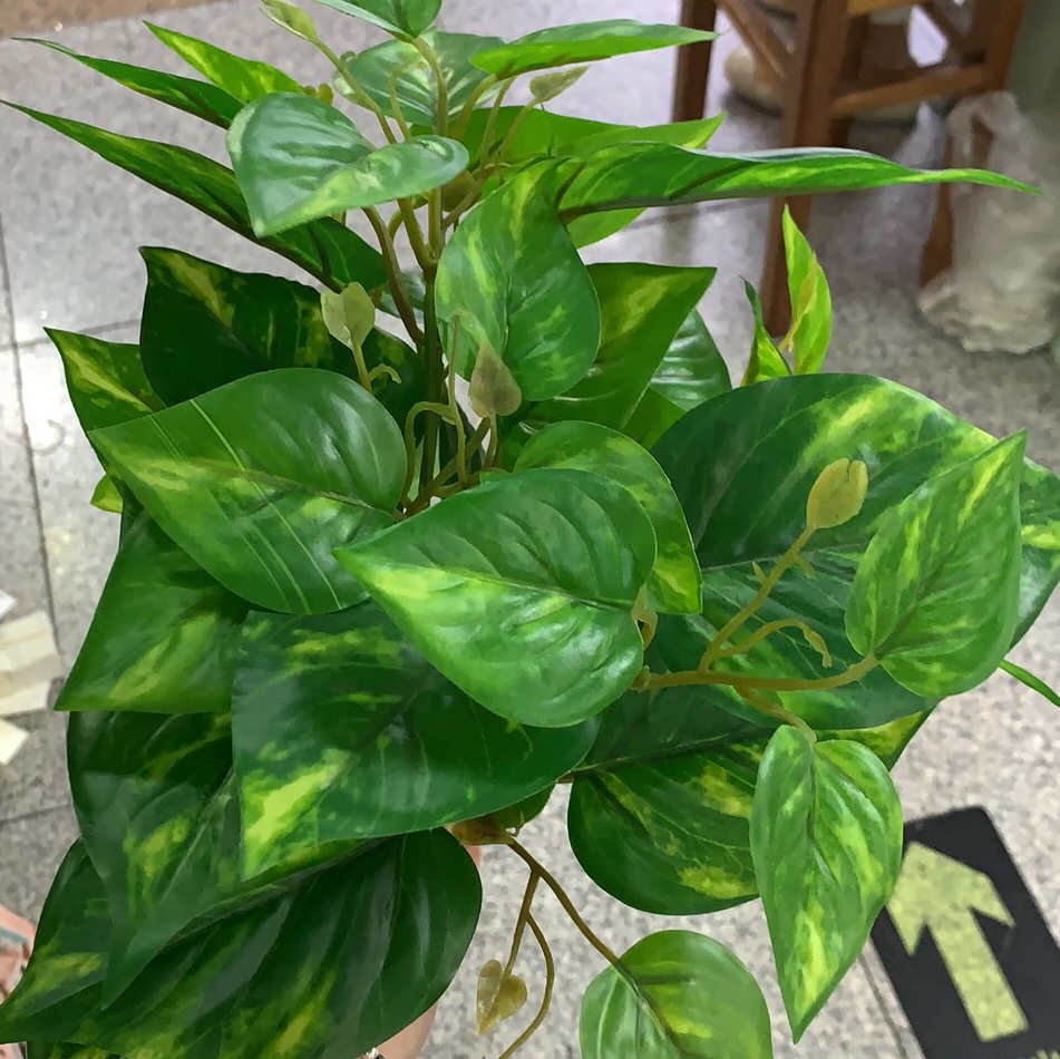 仿真花绿萝