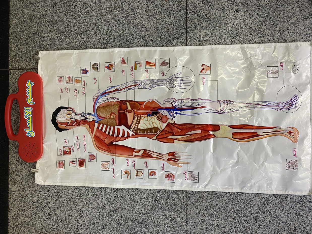 胡良英玩具儿童早教多功能环保人体挂图881