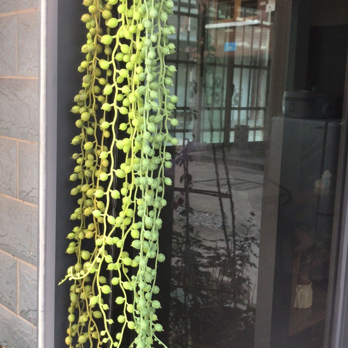 Pearl vine details Picture