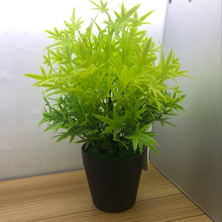 仿真植物