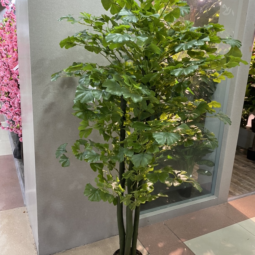 1.7 M Green Ginkgo Biloba Tree details Picture